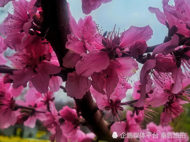 铜陵梧桐花谷风景区-图3