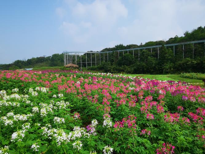 铜陵梧桐花谷风景区-图1