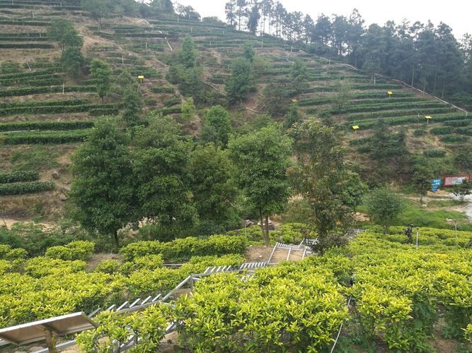 鹤山茶山风景区-图2