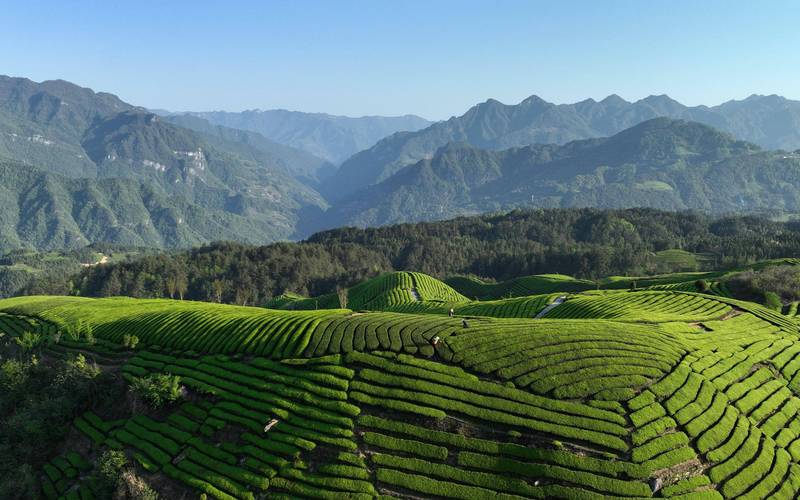 鹤山茶山风景区-图1