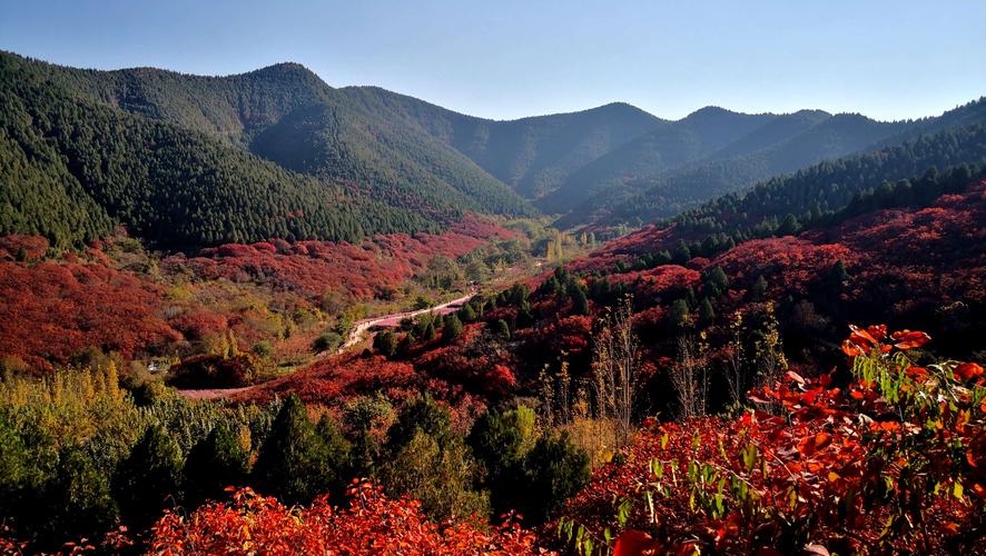 临朐红叶谷风景区-图2