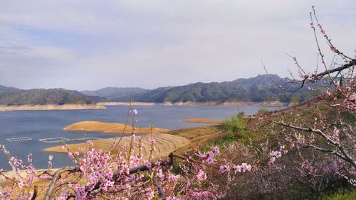 桃花岛风景区图片-图1