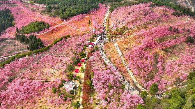 昆明樱花谷风景区地址-图1