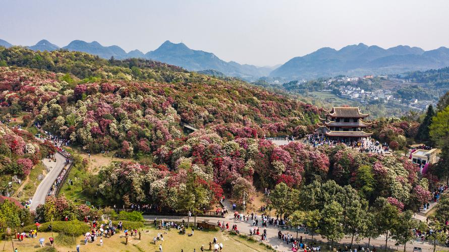 中国百里杜鹃风景区-图2