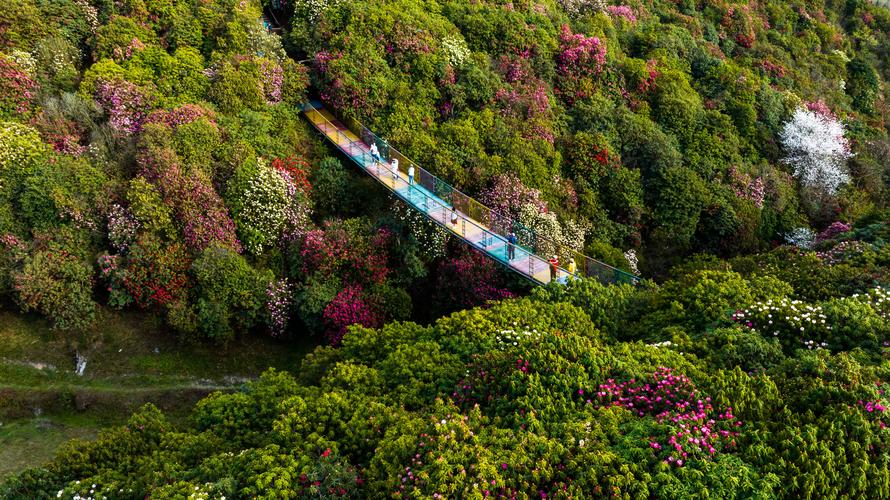 中国百里杜鹃风景区-图1