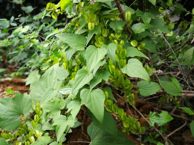 齐山风景区有哪些植物-图2