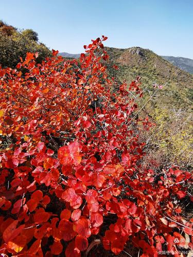 伊通大孤山风景区枫叶-图1