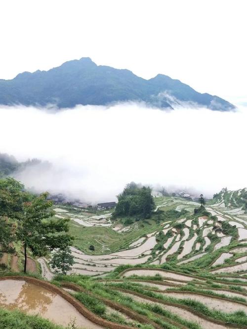 婺源县江岭风景区-图2