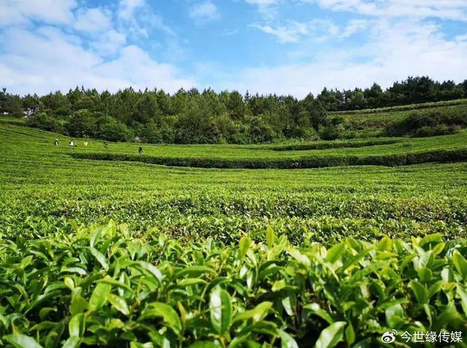 青岛茶山风景区在哪里-图2