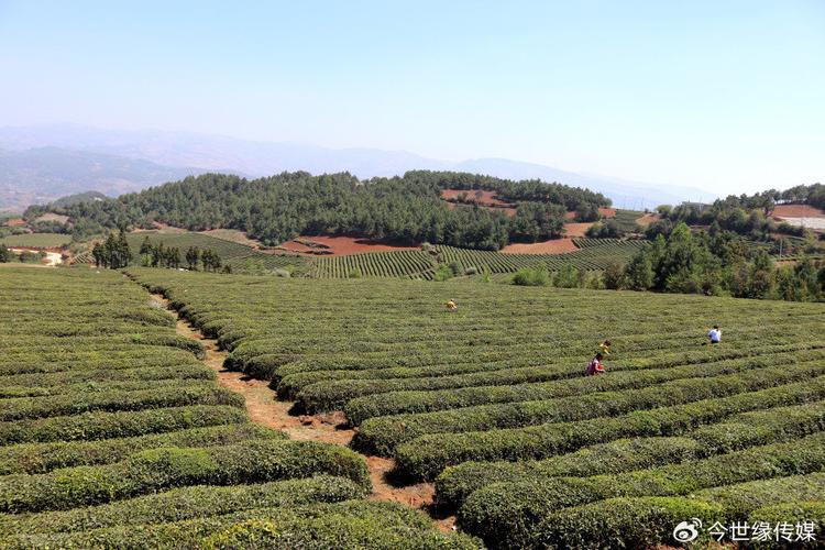 青岛茶山风景区在哪里-图1