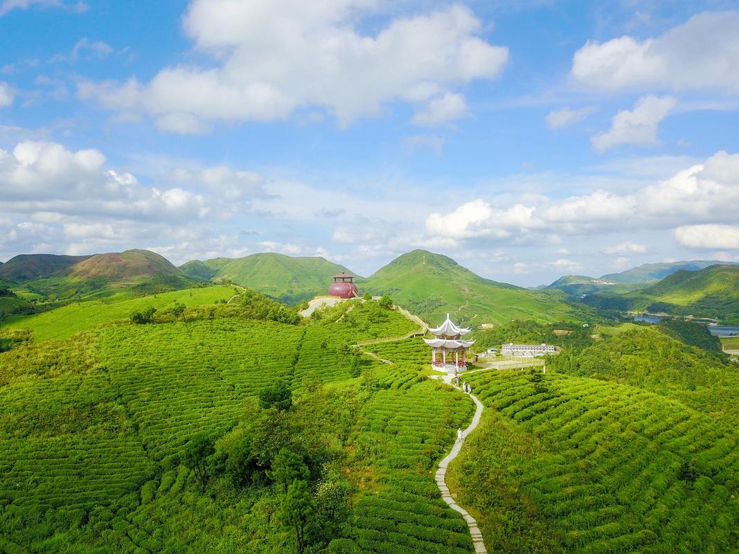 茶山森林生态园风景区-图1