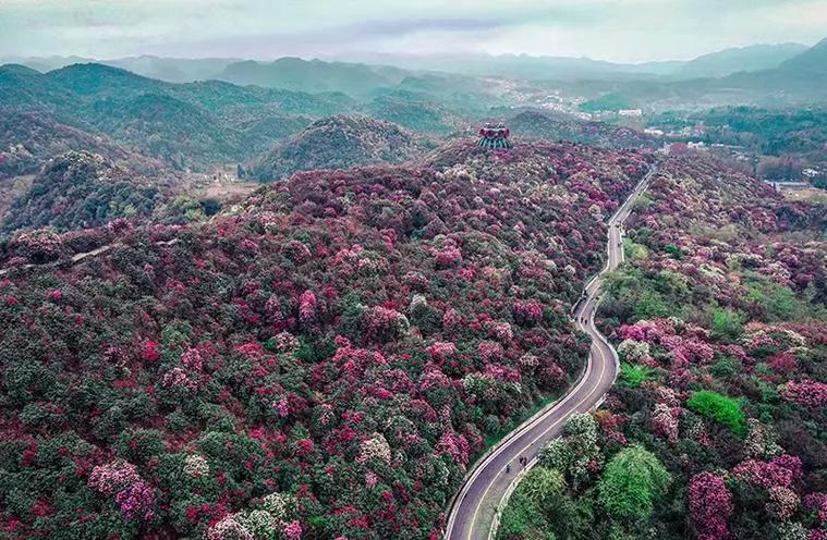 百里杜鹃风景区电话-图2