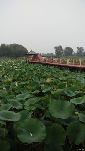 沈阳小西湖自然风景区-图3