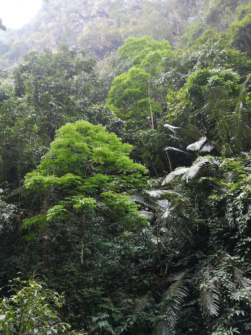 通灵大峡谷风景区电话-图3