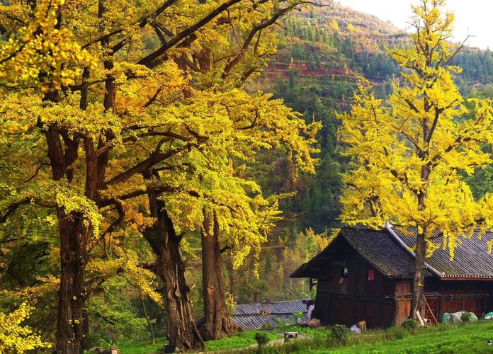 贵州银杏风景区-图1