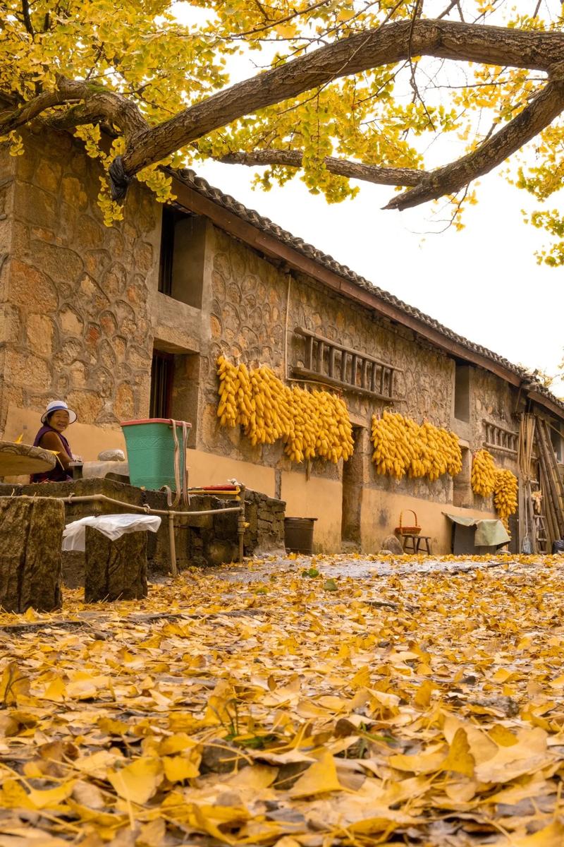 贵州银杏风景区-图2