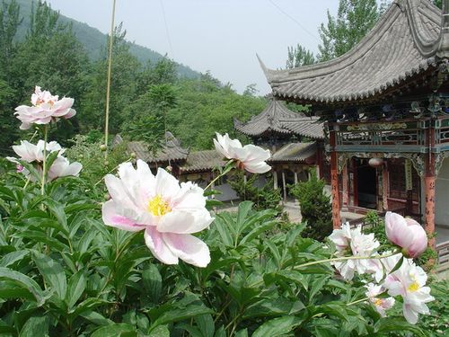 阿姑泉牡丹苑风景区-图1