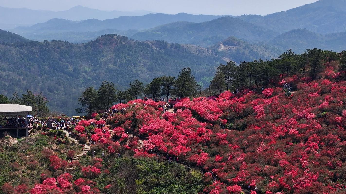 映山红景区-图3