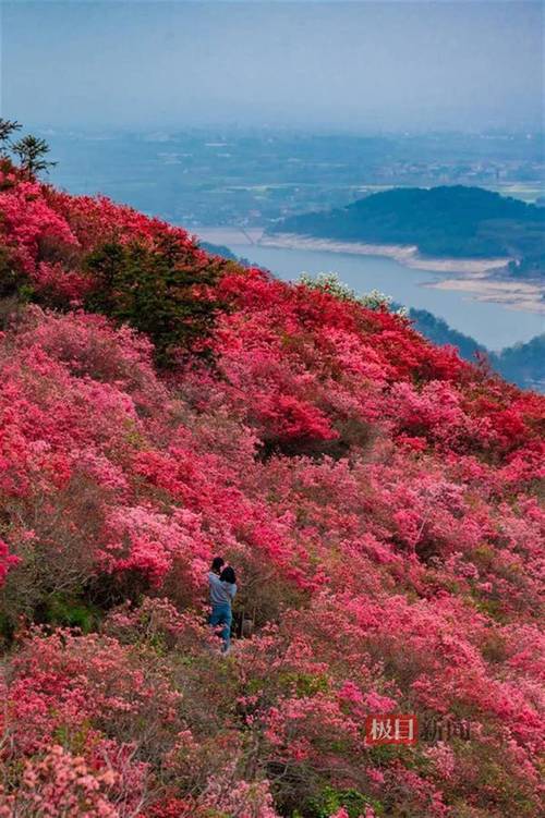 映山红景区-图2