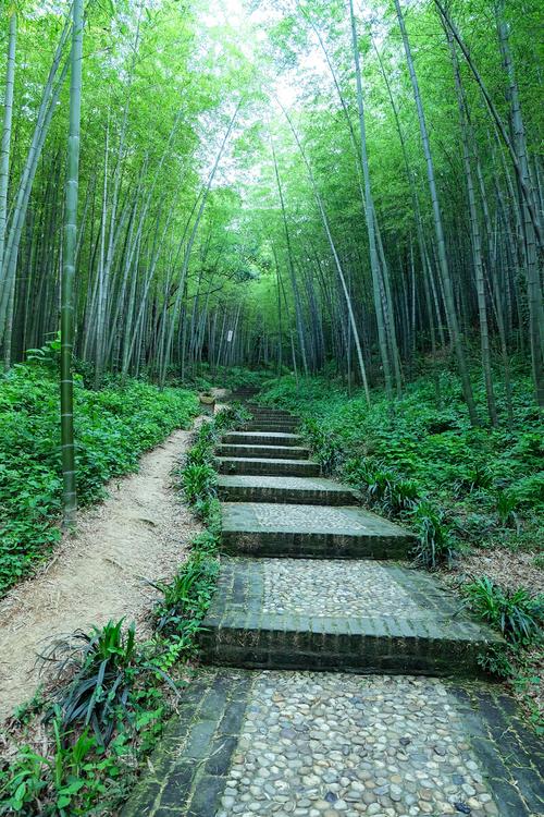 镇江南山竹林景区-图1