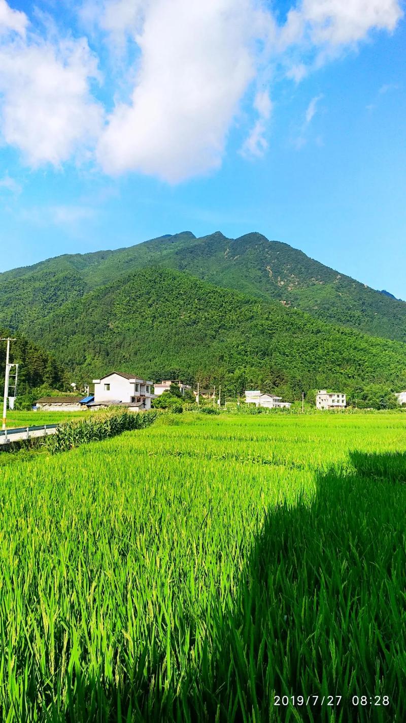 半江风景区-图2