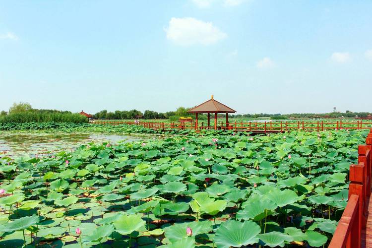 新白洋淀景区-图1