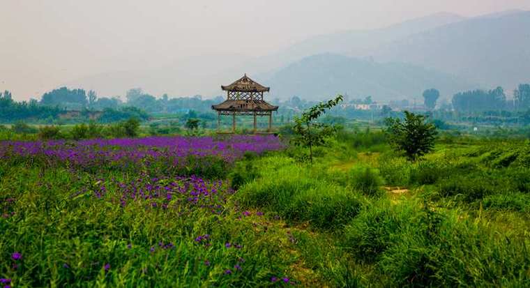 天开花海景区-图3