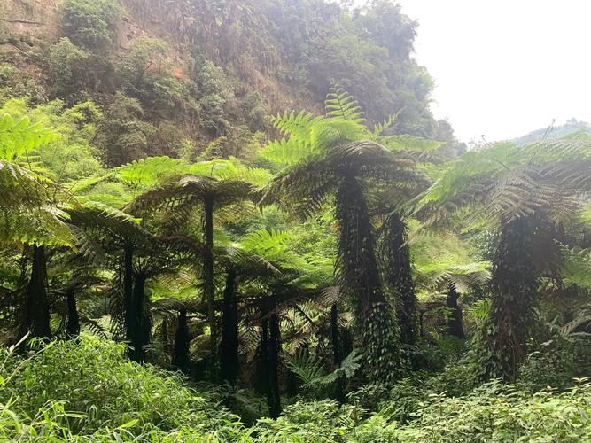 自贡桫椤谷风景区-图2