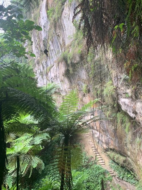 自贡桫椤谷风景区-图3