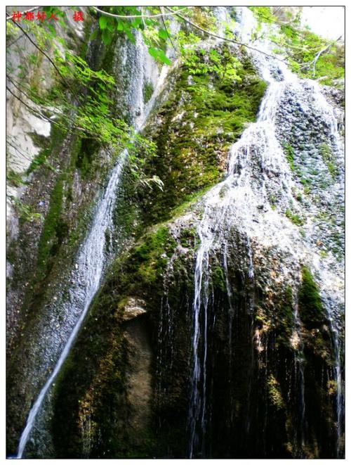 栾川鸭石红豆杉景区-图2