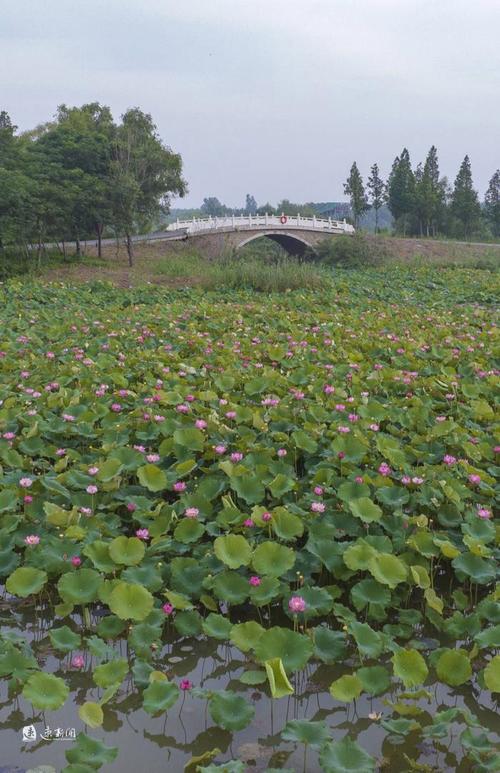 万顷园风景区-图1