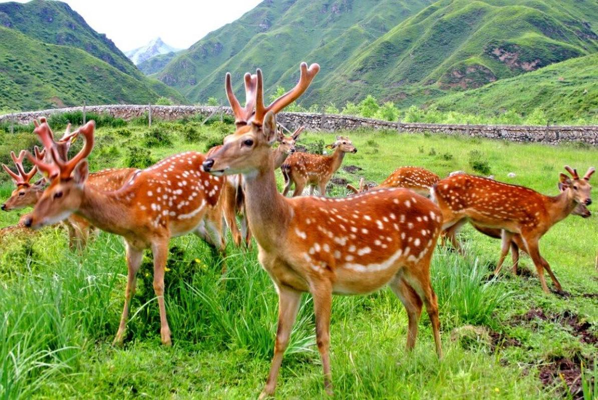 巴南区羊鹿山旅游景区-图1