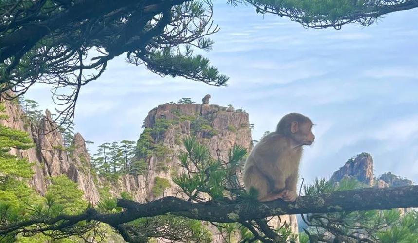 黄山风景区猴子观海图片-图1