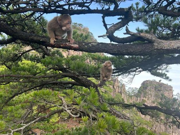 黄山风景区猴子观海图片-图2