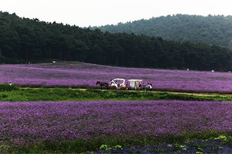 熏衣草景区-图1