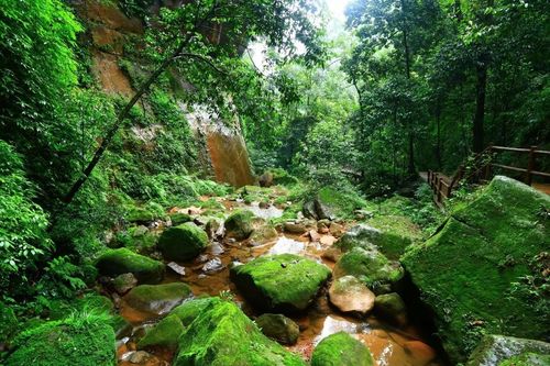 赤水桫椤景区-图2