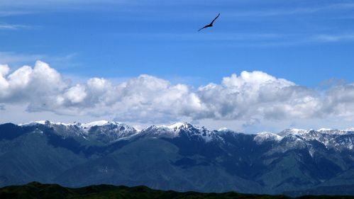 景区雪域雄鹰-图2