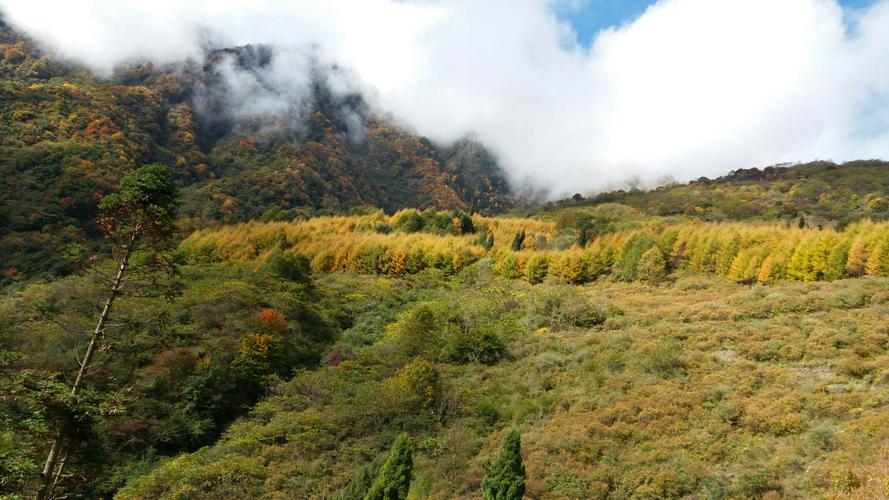 阿坝卧龙景区-图3