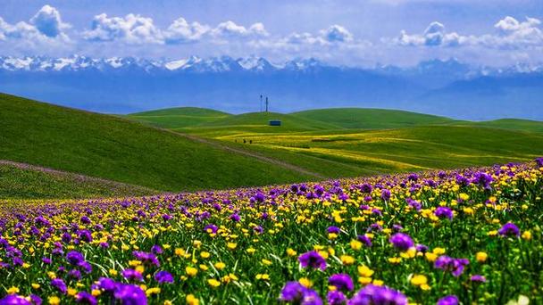 草原花海景区-图3