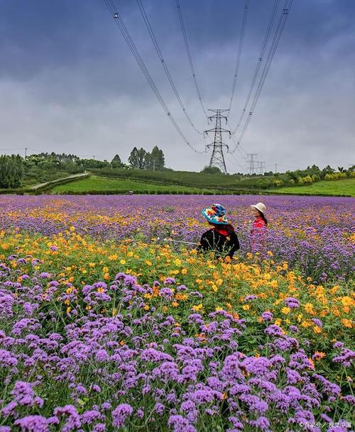 蔚然花海景区-图1