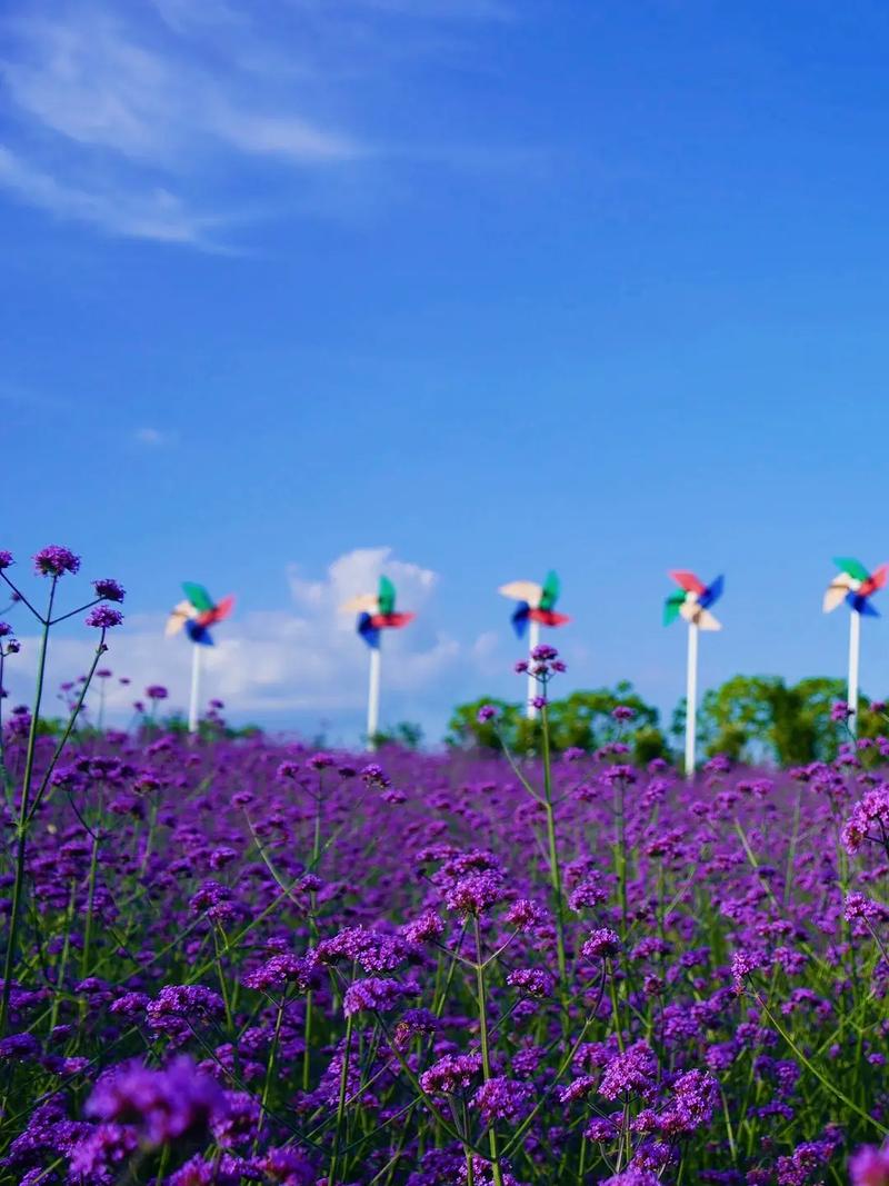 蔚然花海景区-图2