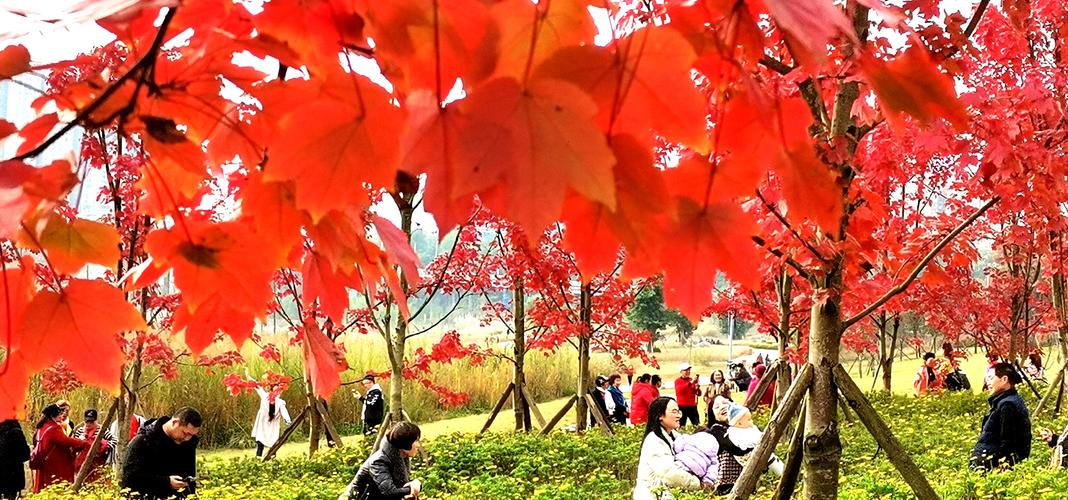 南充红叶风景区-图1