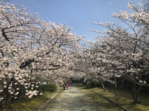 舞鹤风景区-图3