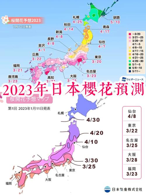 如何规划一次完美的日本樱花旅游之旅？-图3