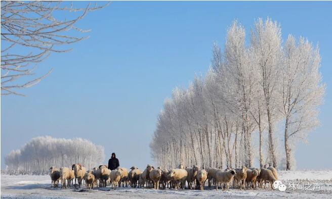 林甸旅游攻略，如何规划一次完美的旅行体验？-图2