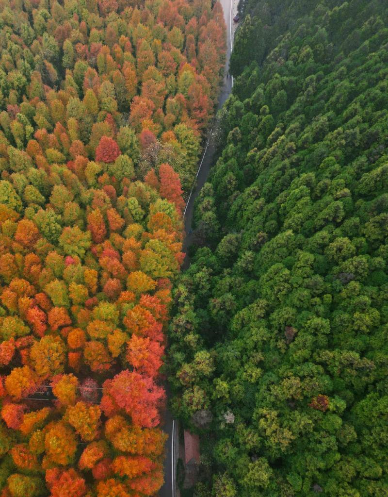 山王坪旅游攻略，如何规划一次完美的旅行体验？-图1