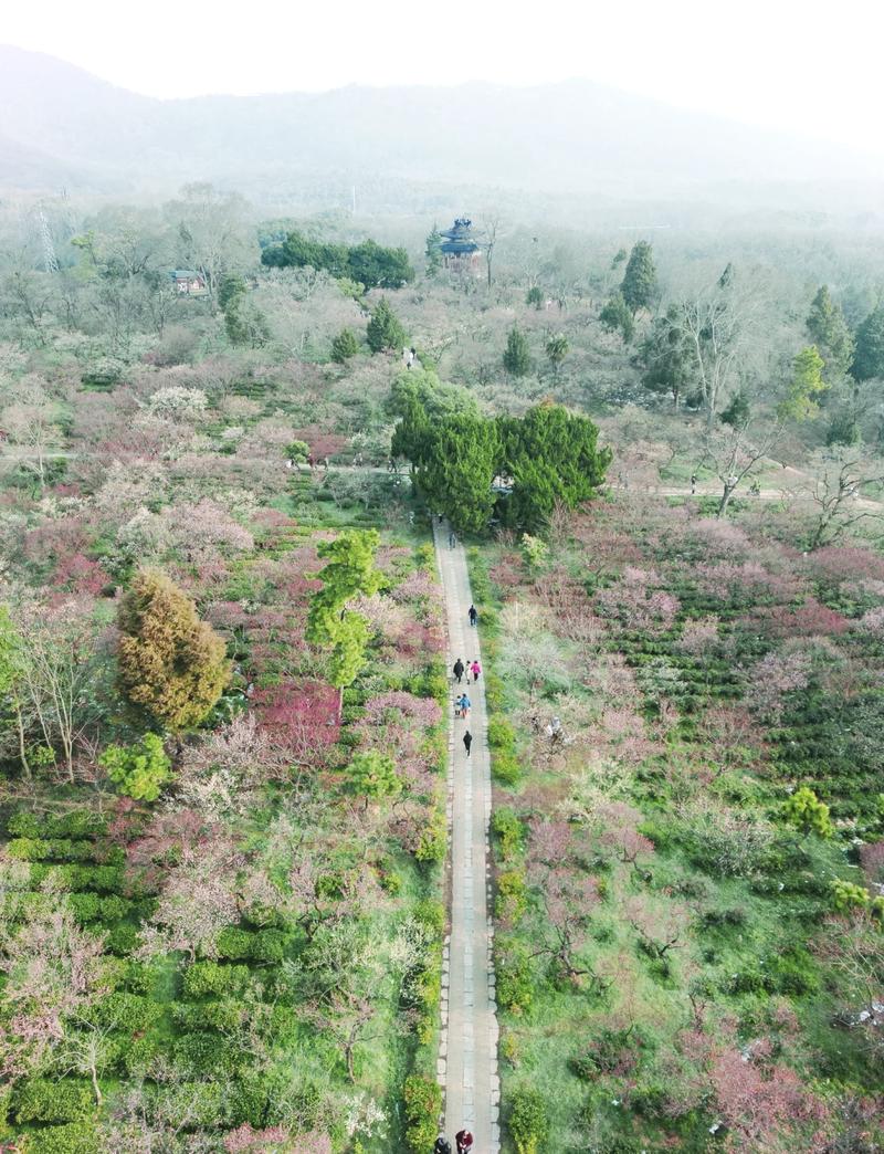 南京梅花山旅游攻略，如何玩转这座美丽的山？-图3