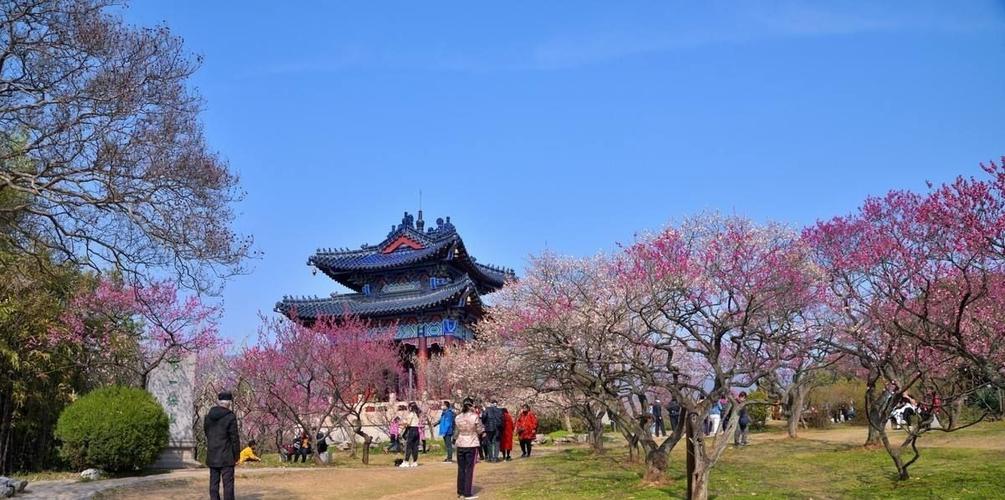 南京梅花山旅游攻略，如何玩转这座美丽的山？-图2