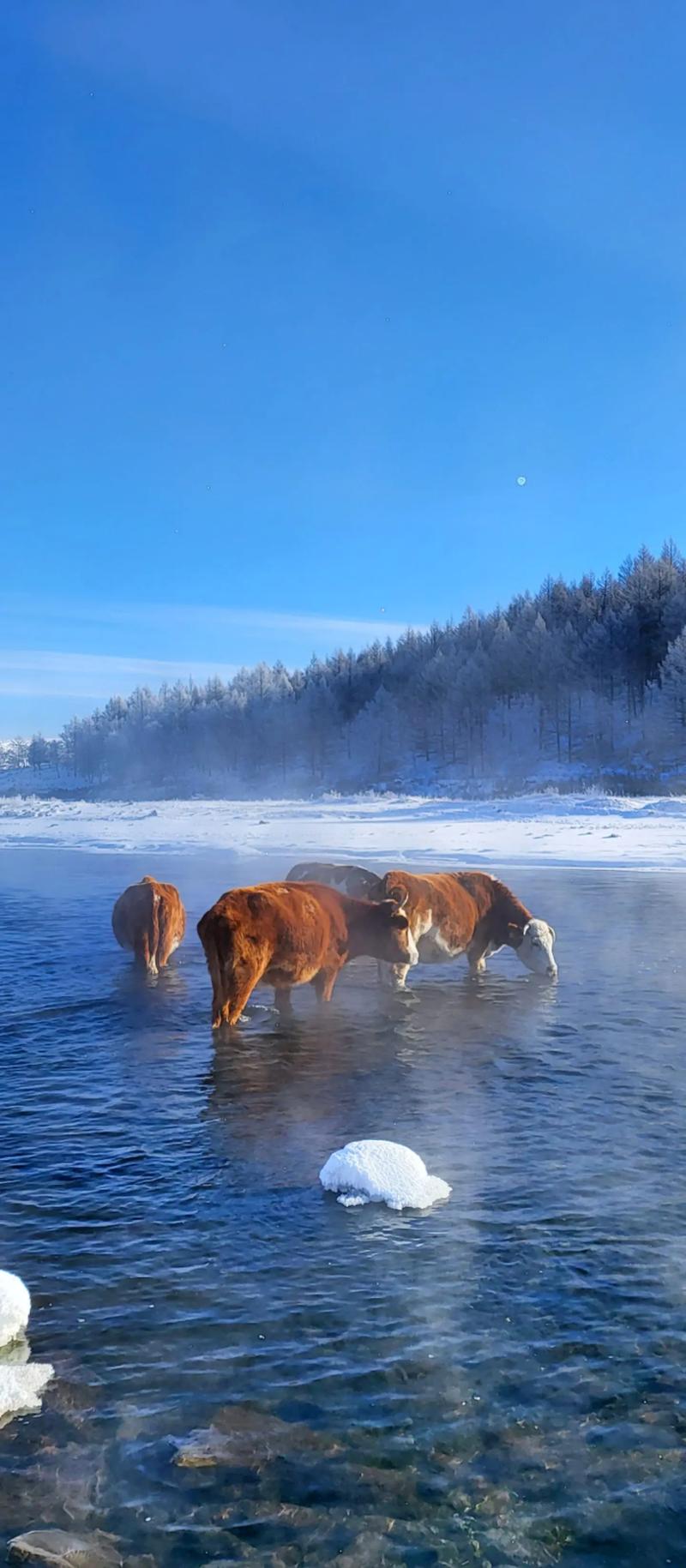 阿尔山冬季旅游攻略，如何玩转冰雪世界？-图3