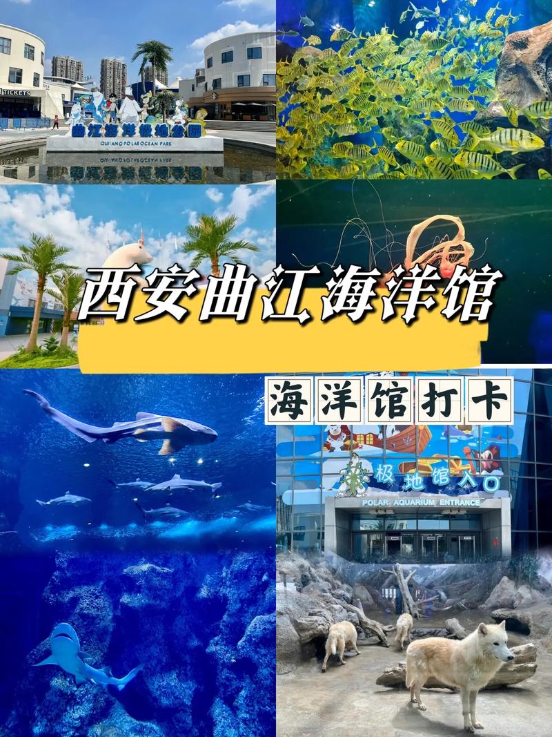 西安海洋馆旅游攻略，如何规划一次完美的参观体验？-图3